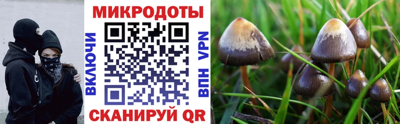 дарк нет Telegram  Электросталь  Псилоцибиновые грибы прущие грибы 